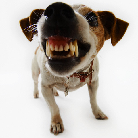 Jack Russell Terrier Snarling --- Image by © Russell Glenister/Corbis