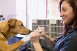 29 Sep 2014 --- Dog groomer clipping dogs nails --- Image by © Hero Images Inc./Hero Images Inc./Corbis