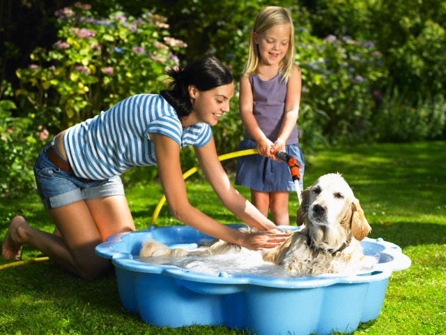 Mother and daughter washing the dog --- Image by © Ghislain & Marie David de Lossy/cultura/Corbis