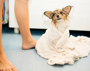 A dog wrapped in a towel, Sweden --- Image by © Jenny Gaulitz/Etsa/Corbis