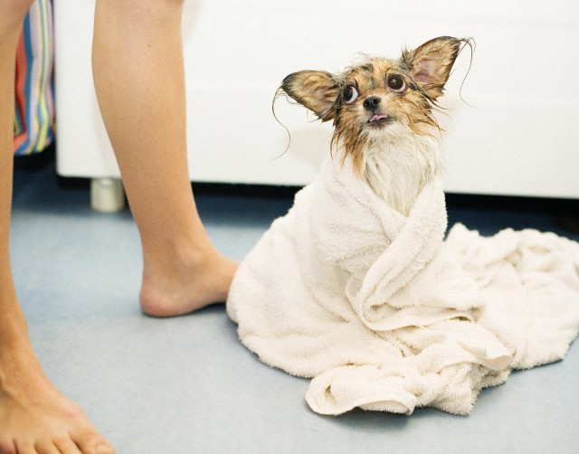 A dog wrapped in a towel, Sweden --- Image by © Jenny Gaulitz/Etsa/Corbis
